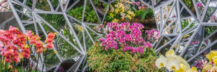nybg_org-the orchid show